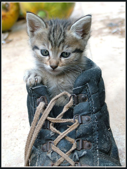 Kitten in a shoe